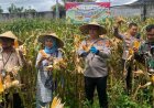 Panen Raya Jagung Serentak Kuartal I 2026, Kapolresta Mataram Tegaskan Komitmen Dukung Swasembada Pangan